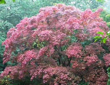 Acer palmatum 'Bloddgood',